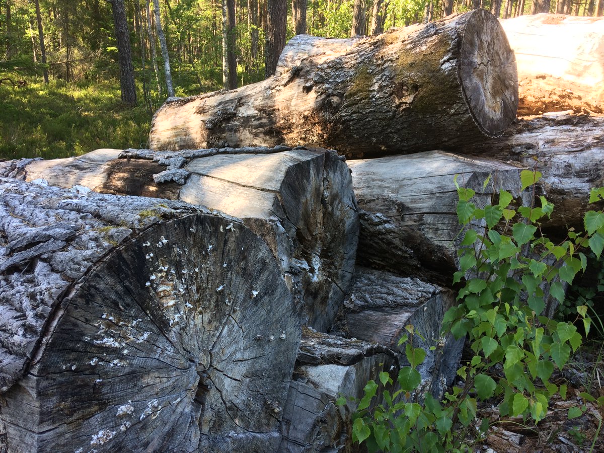 Ironically sometimes the logs are too large even for graders in the biomass processing. These large trunks of aspen are set aside in a chipwood yard for their size. Why log them in the first place? 5/11