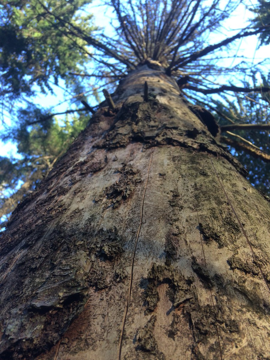 This is a dead spruce that had root rot and bark beetle invading it and it lost the fight. Passing it last spring I took a piece of bark off it and the tiniest bird nest I ever saw fell out with 3 small eggs. 6/11