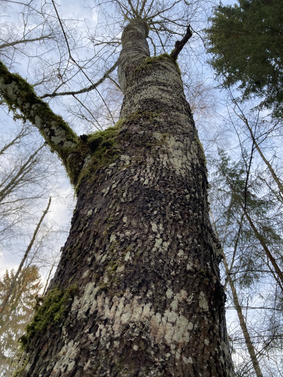 This huge aspen has holes in it created probably by grey-headed woodpeckers now used by different creatures. Its lower part is likely hollow inside and the shape asymmetrical, making it a typical “no other use” tree. Nevertheless birds and lichen seem to appreciate it. 8/11