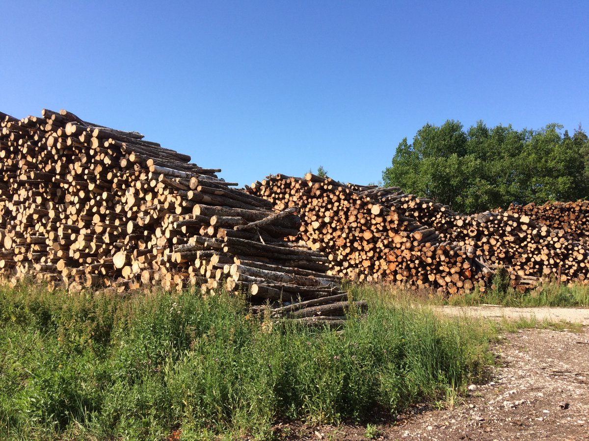 Millions of trees are logged because of these considerations in Estonian forests every year. They are turned into bioenergy domestically, but also in growing numbers in other EU countries. 10/11