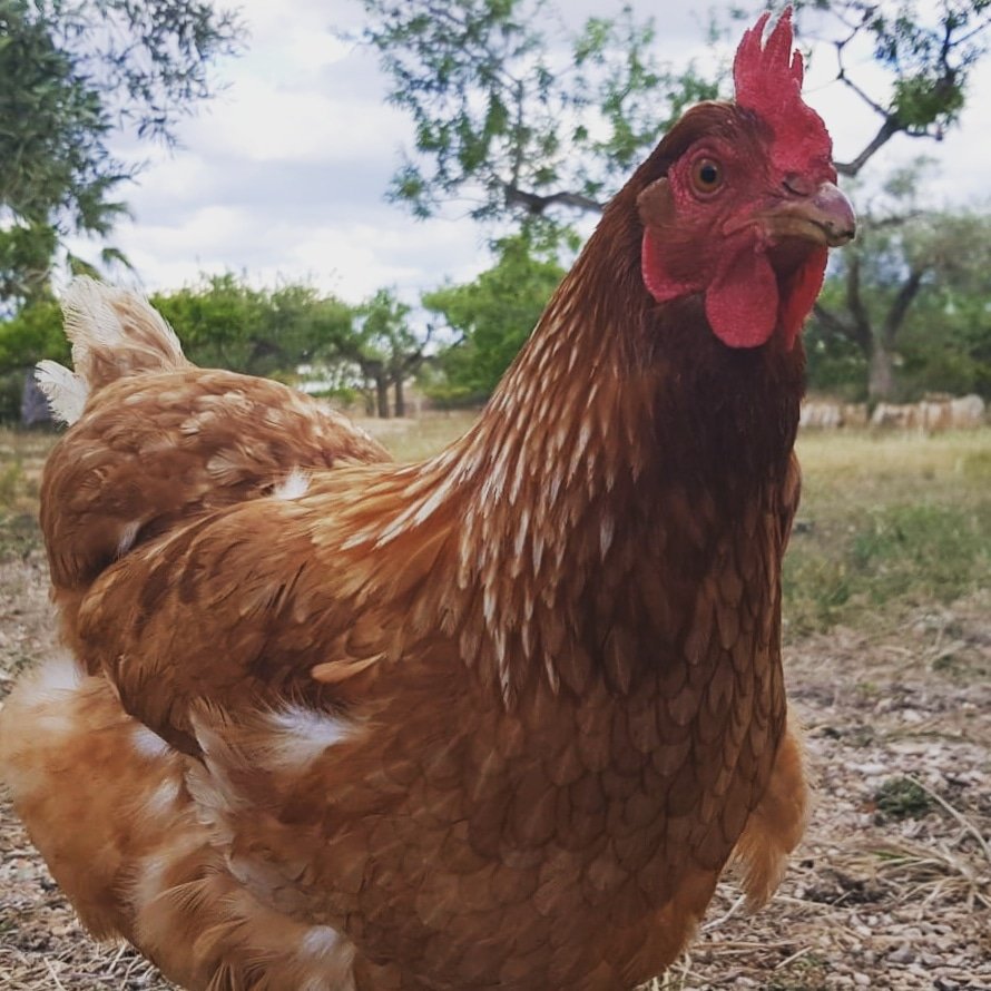 En España ya es legal alimentar con larva viva de #tenebrio a animales de granja (pollos, cerdos, etc) con la unica excepción de los rumiantes. Excelente noticia para las #granjadeinsectos que están empezando!! ecoinsectsf.com/normativa_inse…
#bsf #insectoscomestibles