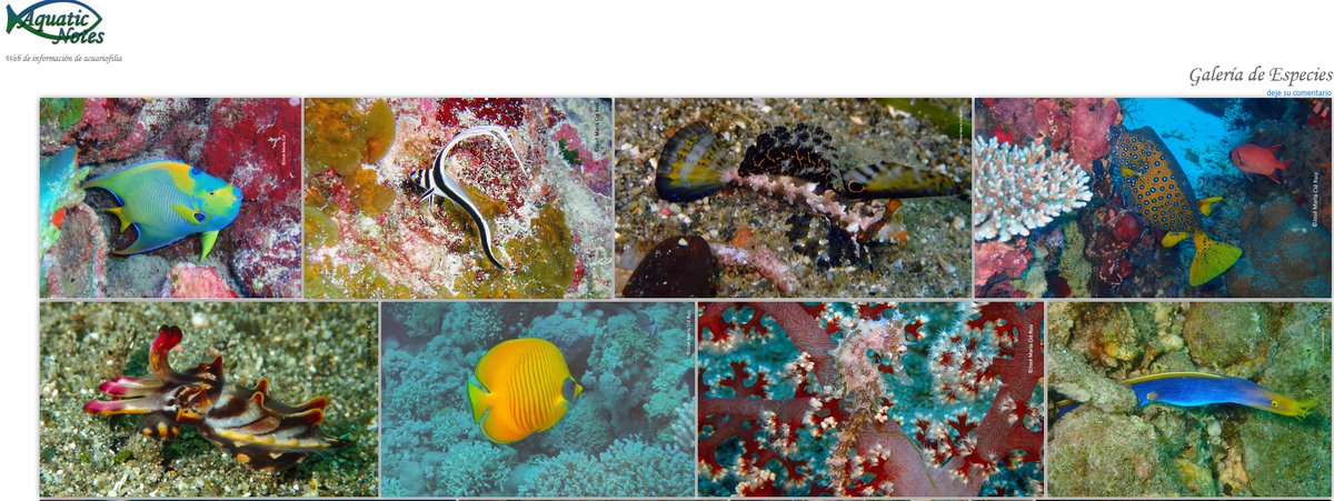 AquaticNotes's tweet image. Hay nuevas fichas de especies en Aquatic Notes . ¡No te las pierdas!😊 aquaticnotes.com/2016/es/galeri…