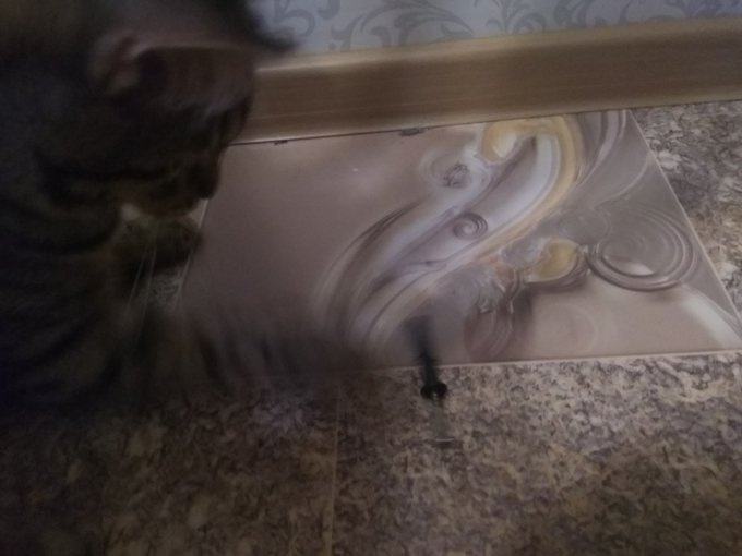 Когда хочешь делать ремонт, но у тебя лапки... https://t.co/GBZyv9RjxL<a href="/tag/%D0%BC%D0%BE%D0%BD%D1%81%D1%82%D1%80%D0%B0%D1%86%D0%B8%D1%8F2020"class="tags"><span>#монстрация2020</span></a>