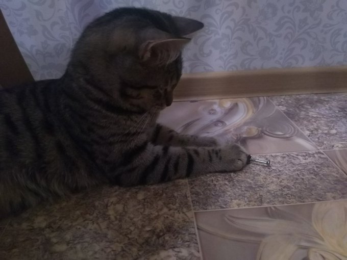 Когда хочешь делать ремонт, но у тебя лапки... https://t.co/GBZyv9RjxL<a href="/tag/%D0%BC%D0%BE%D0%BD%D1%81%D1%82%D1%80%D0%B0%D1%86%D0%B8%D1%8F2020"class="tags"><span>#монстрация2020</span></a>