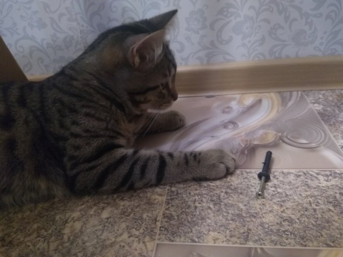 Когда хочешь делать ремонт, но у тебя лапки... https://t.co/GBZyv9RjxL<a href="/tag/%D0%BC%D0%BE%D0%BD%D1%81%D1%82%D1%80%D0%B0%D1%86%D0%B8%D1%8F2020"class="tags"><span>#монстрация2020</span></a>