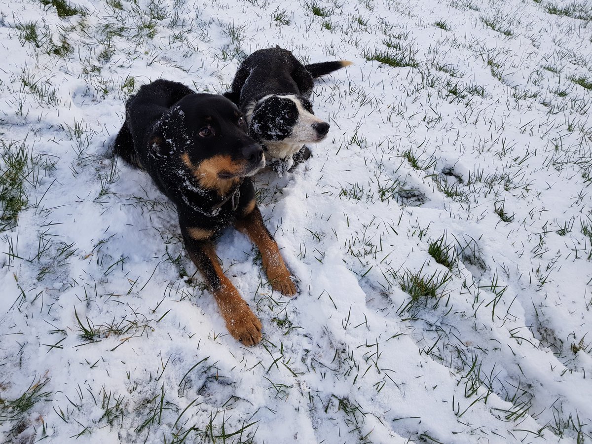 Sheepdog dog pup for sale. 8 weeks old, last one. Good working parents, Dam- registered collie, Sire- 5/8 collie, 1/4 huntaway, 1/8 Kelpie. Please PM if interested, thanks.