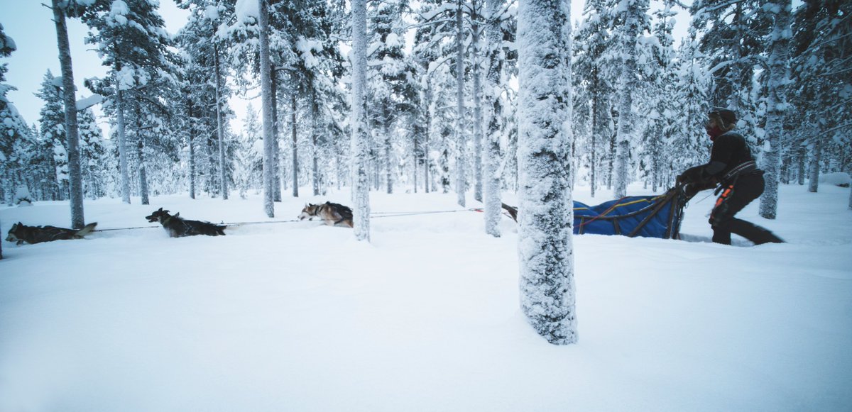 Eatmytravel's tweet image. P4 - S'évader en traineau en Laponie #BattlePhoto