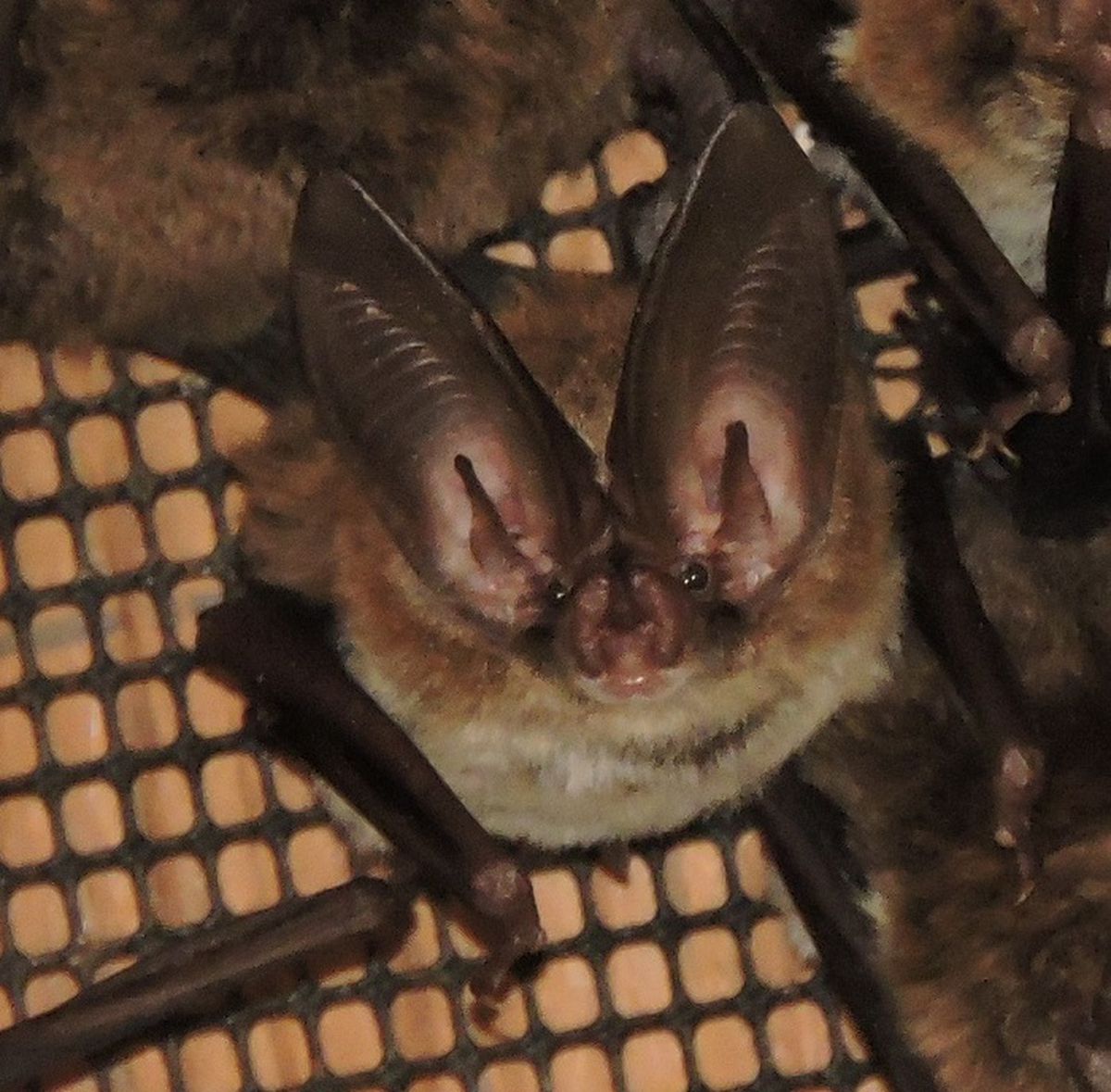 orlandosentinel's tweet image. How to gird your Florida home against pregnant bats trying to move in bit.ly/3rIFV2F