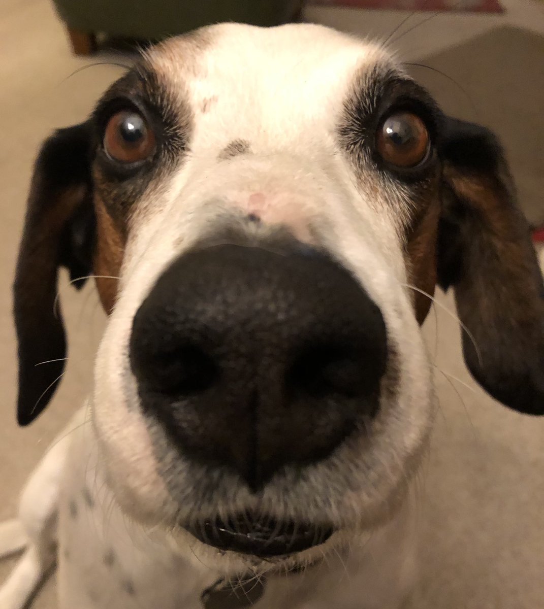 thedudewooflops's tweet image. #boopmynose #boopmynose @snootaboop #snootaboop