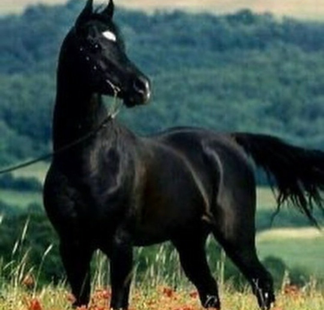 الفارس (@alfares_abd1) on Twitter photo 