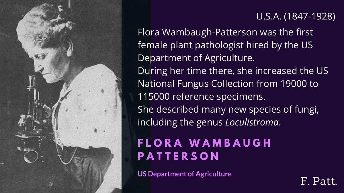 Flora Wambaugh-Patterson was one of the pioneers of women in mycology in the US. Under her direction, the US National Fungus Collection grew radically; she described many new phytopathogenic fungi while working in the Department of Agriculture, too  #WomenInScience