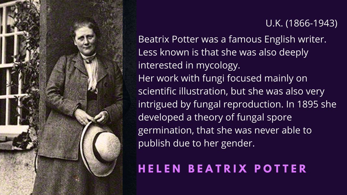 The English writer Beatrix Potter, author of "The Tale of Peter Rabbit", was also an incredible mycological illustrator. In 1997, the Linnean Society issued an apology post-obit to Potter, for the gender-based discrimination she suffered  #WomenInScience