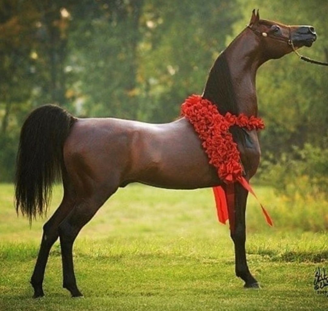 الفارس (@alfares_abd1) on Twitter photo 