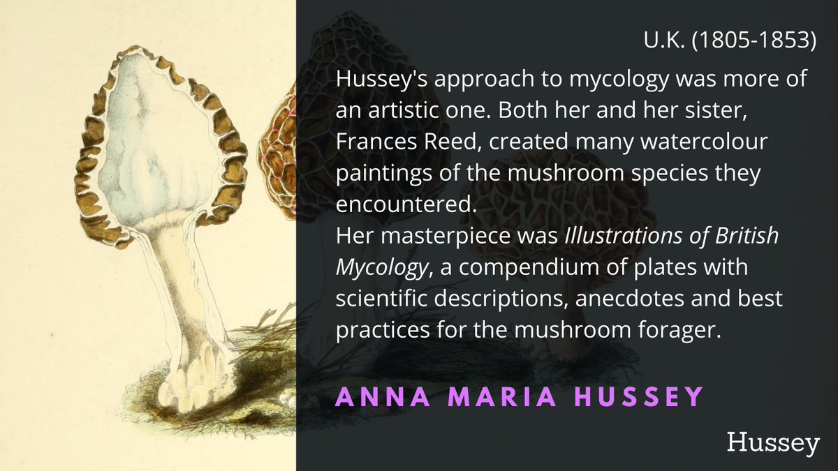 Anna Maria Hussey and her sister, Frances Reed, were the authors of many incredible scientific illustrations of common UK mushrooms. Sadly, their work was often published without crediting them  #WomenInScience