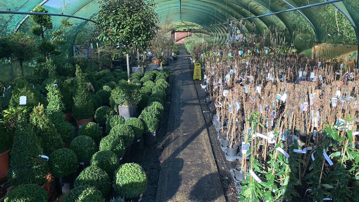 SavinNurseries's tweet photo. Greenhouses filling up nicely 🌿 https://t.co/GBgnNW3fLW