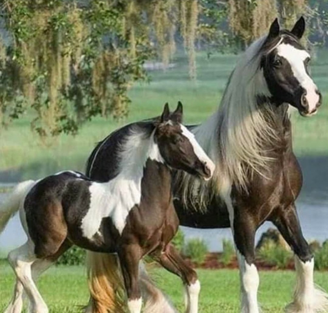 الفارس (@alfares_abd1) on Twitter photo 