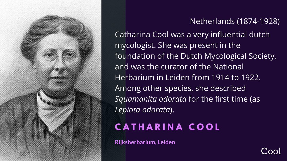 Catharina Cool's name lives on today in the Netherlands Mycological Society's journal name: Coolia. She was an important promoter of Dutch mycology, and curator of the Netherlands Mycological Society's Herbarium in Leiden  #WomenInScience  @NedMycVer  @Naturalis_Sci