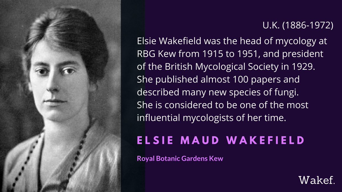 Elsie M. Wakefield was an world expert on the (now obsolete) order Aphyllophorales and had a particular interest in tropical fungi. She was awarded the Order of the British Empire in 1950  #WomenInScience  @kewgardens  @KewMycology  @KewScience