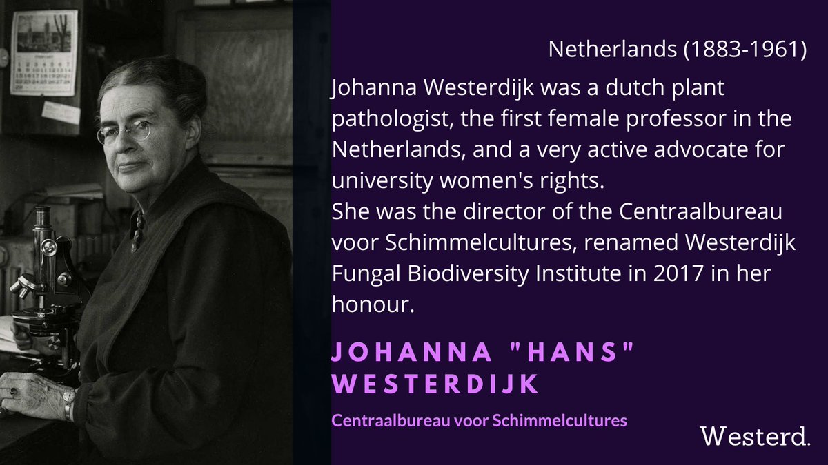 Word has it that Johanna Westerdijk always refused to follow societal norms of what a "girl" or a "woman" was supposed to do. That rebellious nature led to her becoming the first female professor in the Netherlands in 1917 in Utrecht University  #WomenInScience  @_Westerdijk_