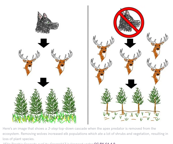 2nd ecological theory: 50 yrs ago, scientists proposed the world was green because plants indirectly receive a boost from predators limiting herbivores. Trophic cascades exemplify "an enemy of my enemy is my friend". We now can state that they influence peatlands! 7/