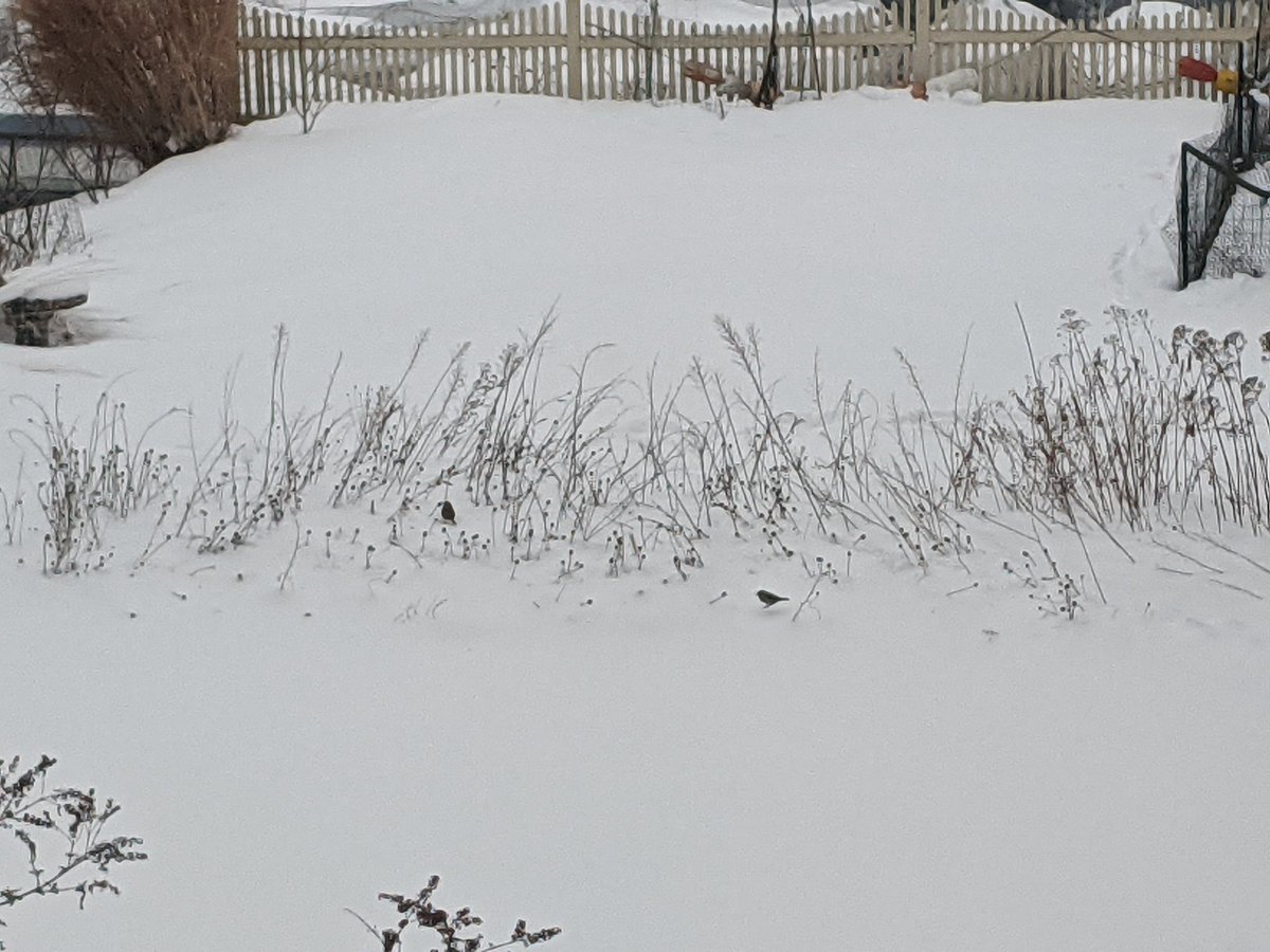 For birds that winter over, every day is a battle to store up enough fat to survive the night ahead. With snow covering most plants, our scraggly little meadow becomes a lifesaver for them. They come back every day and spend hours pecking away at the tiny seeds.