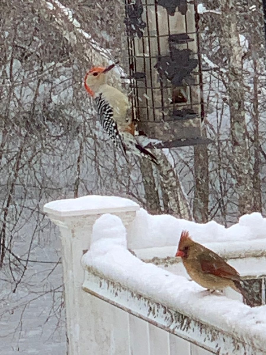 RambleSublime's tweet image. It’s snowing here again today.