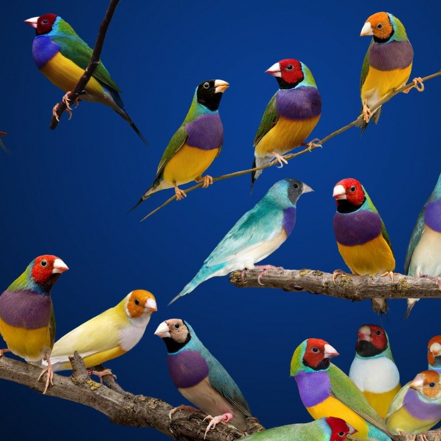 гульдовые амадины. птица гульдова амадина. попугай амадин. гульдова амадина. гульдовые амадины.