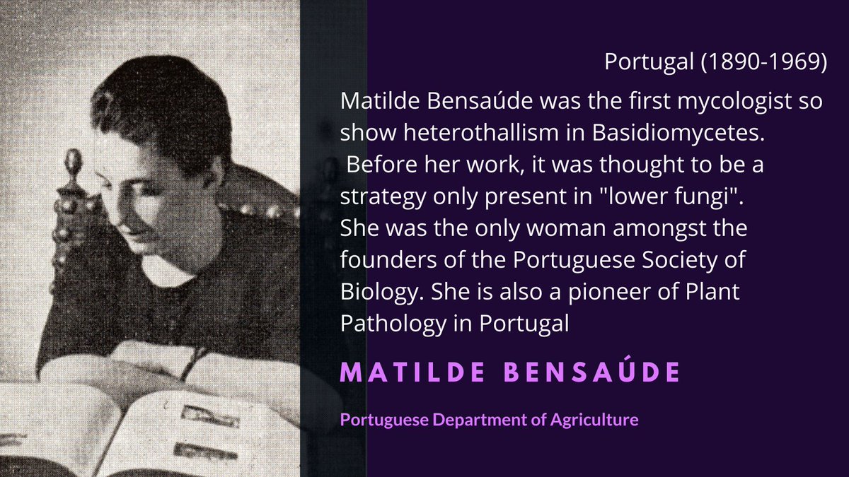 Matilde Bensaúde was the discoverer of heterothallism in Basidiomycetes. She was an outstanding plant pathologist; she also founded a phytopathology research center in Açores to help the local pineapple farmers deal with plant pathogens  #WomenInScience