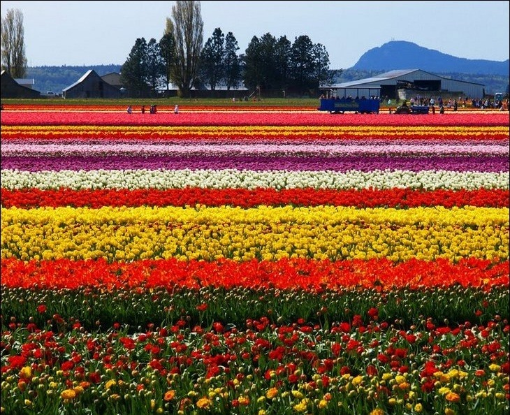 BeautifulEthio's tweet photo. ❤ Happy Valentines Day ❤ 
Beautiful Ethiopia wishes happy Valentine's day for all the community of the globe a head of few days. 
#Ethiopia is a source of #BeautifulFlowers for your perfect gift of #Valentine's feast.
#EthiopianAirlines #valentines #flowers #perfectgift 
1/2 https://t.co/eaZ2HM0C56