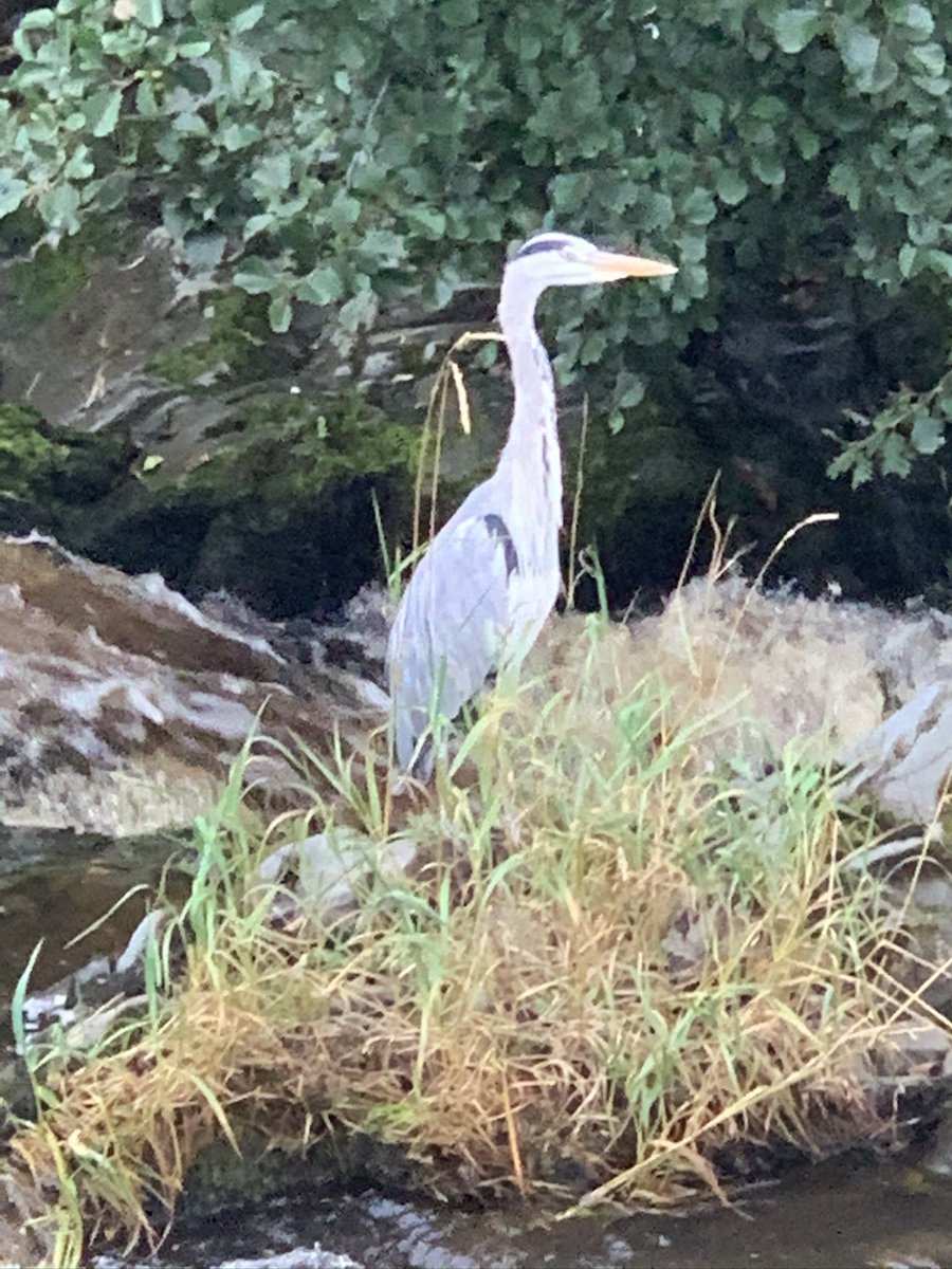 SteveBDentist's tweet photo. #dentistswithherons can I join please? https://t.co/wurAfNOYvJ
