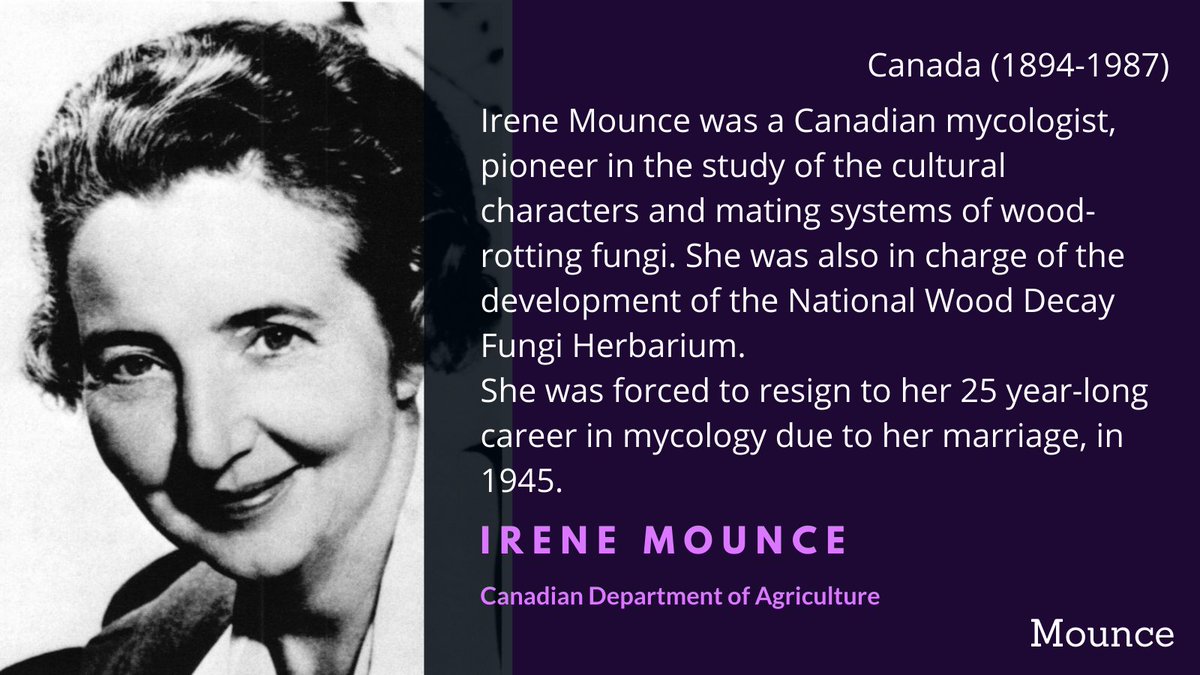 Irene Mounce's mycology career was cut short when, in 1945, she was forced to resign to her laboratory job after getting married. Her extensive contributions to the knowledge of wood-decay fungi culture and mating systems are very relevant still  #WomenInScience