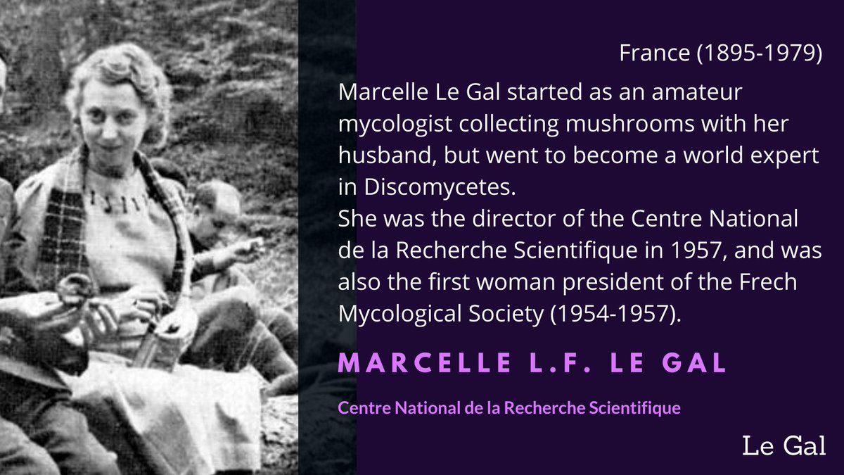 Marcelle Le Gal was a very influential French mycologist and a world expert on Discomycetes. The epithets "legaliae" and "magaliae" are dedicated to her, as well as the genera Galiella and Marcelleina  #WomenInScience