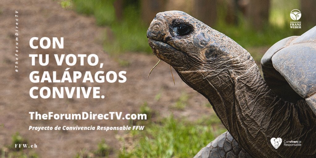 ffw_es's tweet photo. 🐢🗳AÚN PUEDES VOTAR POR GALÁPAGOS

👉👉¡Los premios The Forum de @generaciondtv nos han nominado entre sus proyectos participantes del 2021! Ingresa aquí para votar por nuestra propuesta 👇
https://t.co/14L4MUnV7Q https://t.co/y7yFKXzk0F