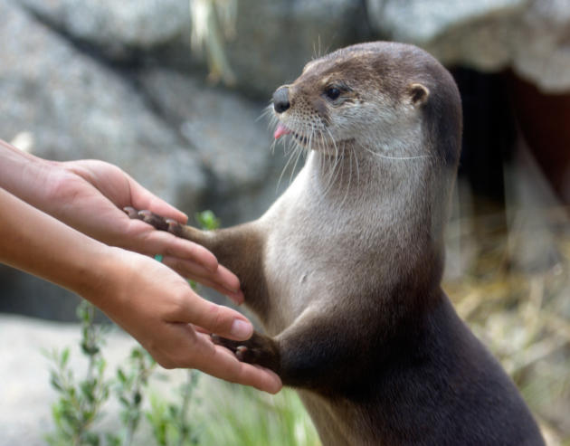 proof that ethan nestor is an otter( a thread )