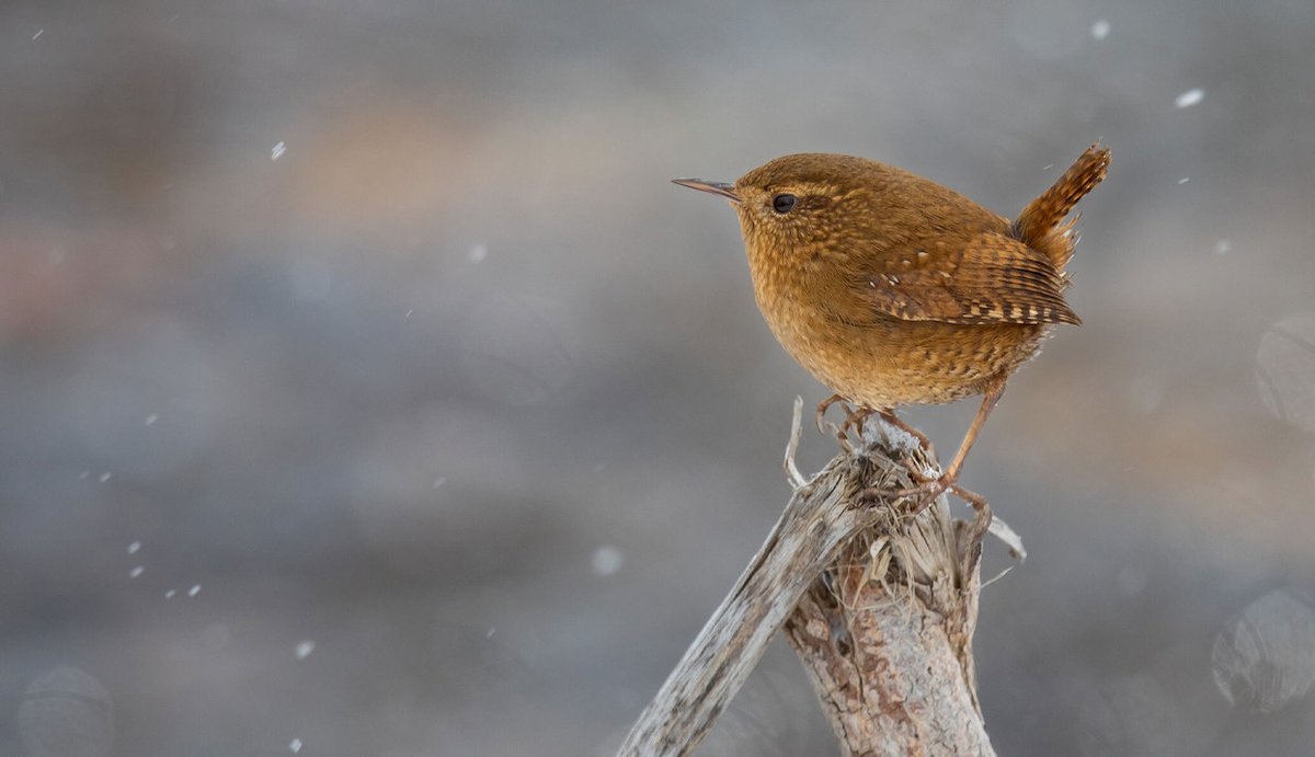 TakeChargeforC1's tweet photo. Are you interested in becoming a part of citizen science in your own backyard? The Great Backyard Bird Count is looking for you. Count birds and report them to https://t.co/uxjxiVAaVS from Feb. 12 - 15 and help scientists understand global bird populations! https://t.co/yCGW0rXIXN