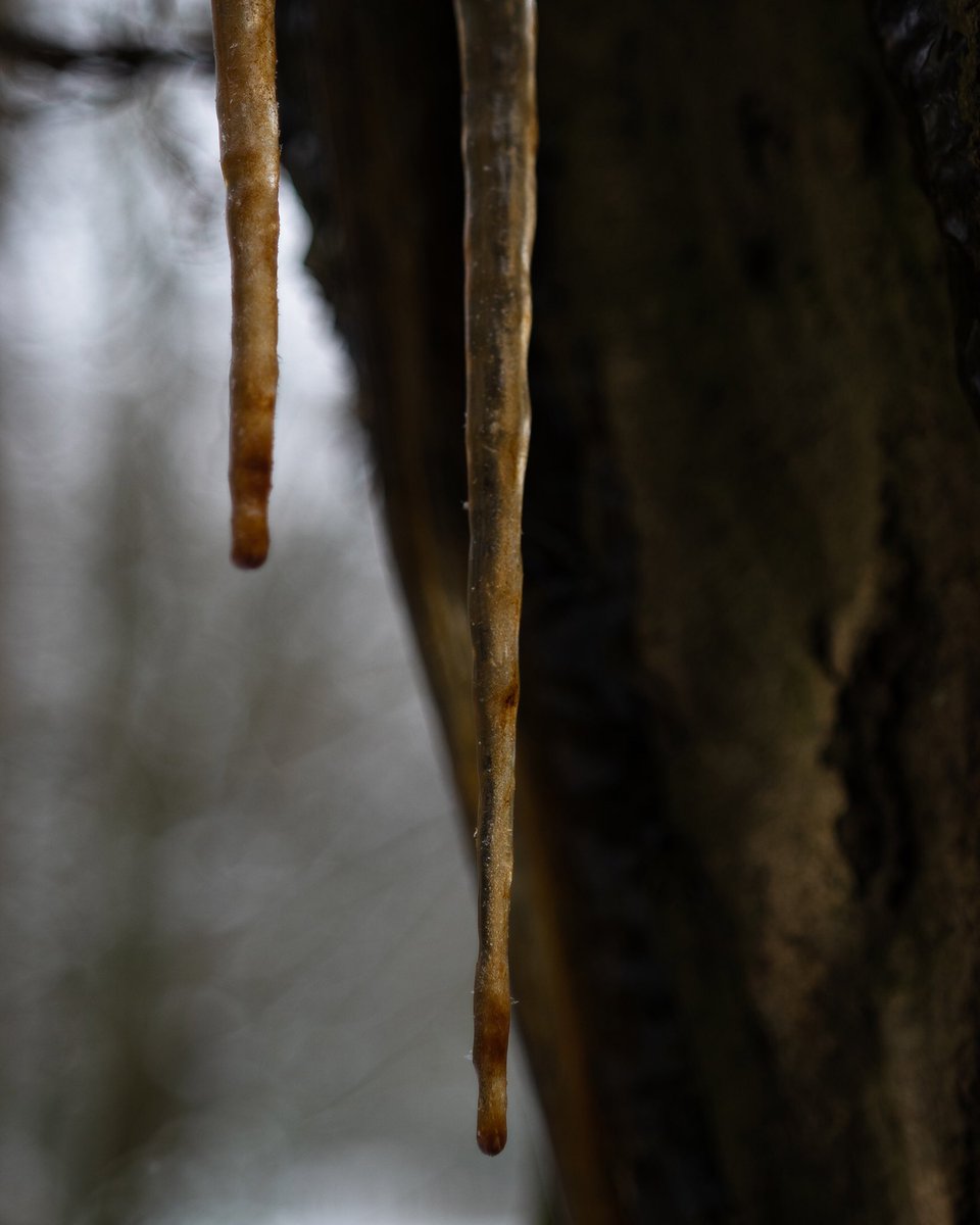 JoSinclair's tweet photo. Frozen xylem in the silent woods. 

#snowday #forest #NaturePhotography https://t.co/wfICF0wWUP