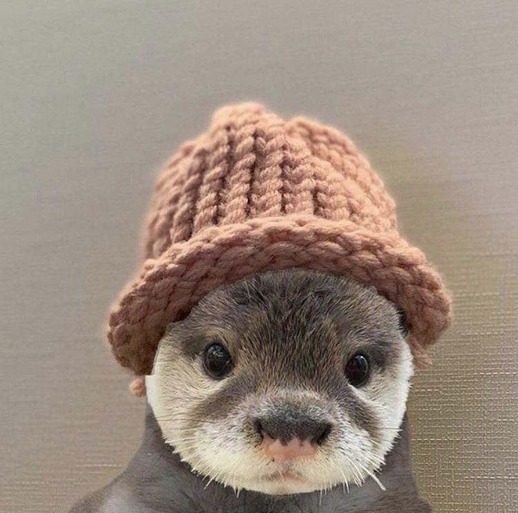 proof that ethan nestor is an otter( a thread )