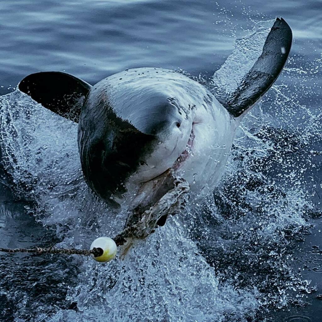 sharkxperts's tweet photo. When your shark does not want to give the bait back....! @sharkdivingxperts #shark #sharks #hereboy #fetch #drop #dropit #goodboy #greatwhiteshark #greatwhitesharks #savesharks #saveourplanet #saveouroceans #lovesharks #sharkweek #guadalupe #guadaupeisla⦠https://t.co/FaO2puzSws https://t.co/TZjN0sfAAS