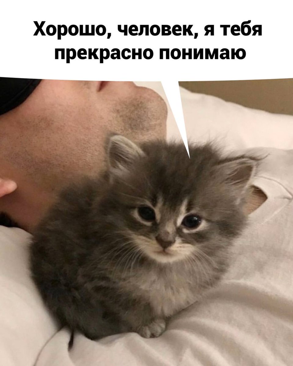 мемы про непонимание. злой кот мем. котики мемы звуки. кот мем. аниме мемы.