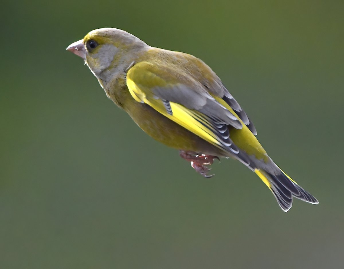 It's a national lockdown, I thought I would be safe in my garden, but alas, no ..... my attackers must have been hiding in a neighbours tree when they threw this Greenfinch at me today! 