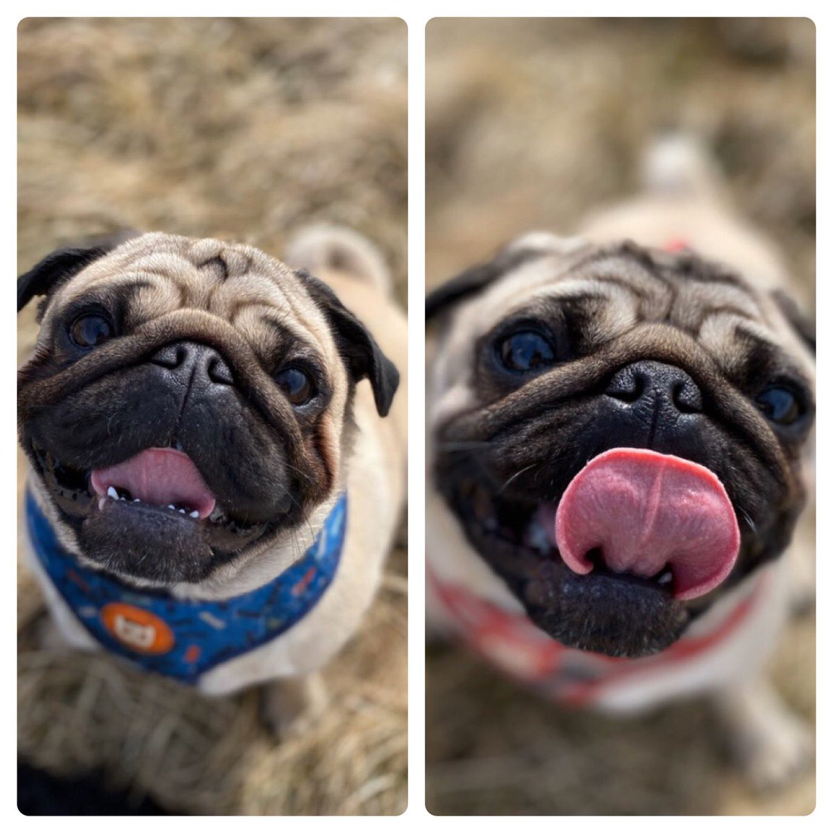 FPugface's tweet image. Well well. If it isn’t #tongueouttuesday