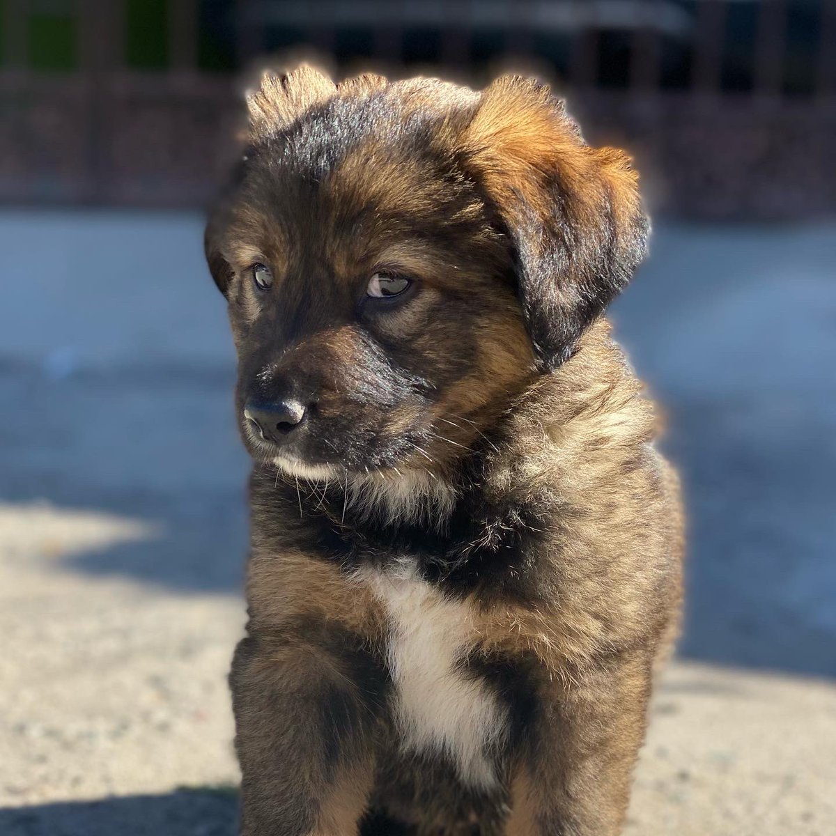 Esta hermosa patita está en adopción responsable. 🥰

Edad aproximada: 2 meses
Tamaño: mediano
Raza: mestiza
Sexo: hembra

Si te interesa adoptar, mándanos un mensaje.

SP_253