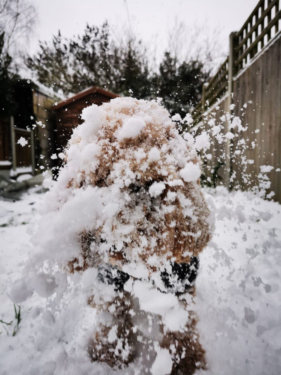 lilymoocockapoo's tweet image. Picked the wrong snowball fight🐶