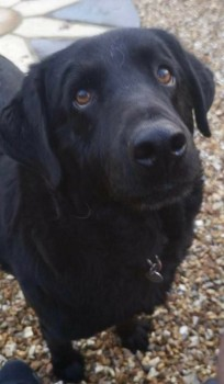 millypod1's tweet photo. ๐ROCKY #Lost #ScanMe
Black Labrador Retriever Male
Manisty Terrace #EasingtonColliery #CountyDurham #SR8
SIGHTINGSโ๏ธ07778529151/ 07487653510
or 07825509206
Was wearing a black collar with a yellow fluorescent stripe,with a name tag when he went missing.
https://t.co/7RaoJpq62B https://t.co/30JBWc0Zfr