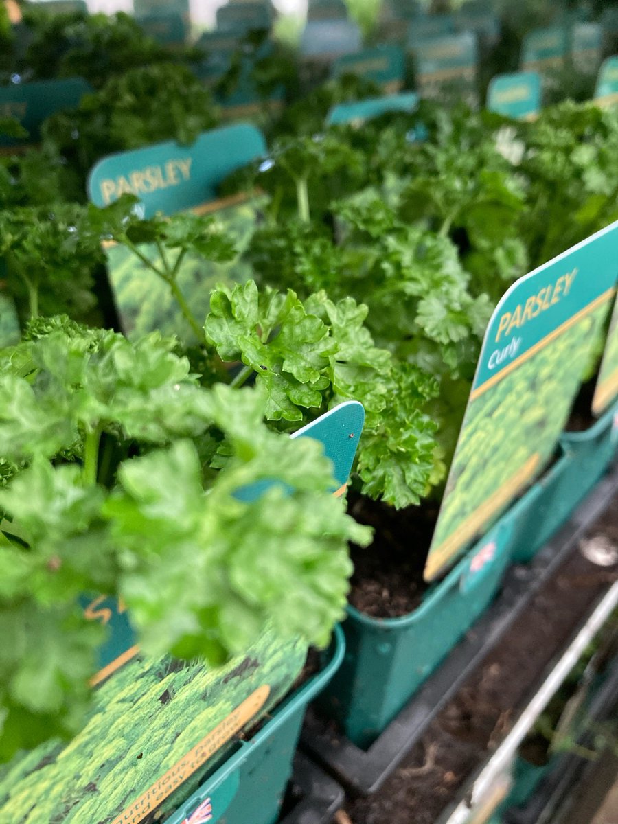 Take your cooking to the next level with our delicious new locally-grown herbs!
Grown in the Warwickshire countryside at <a href="/HawkesmillNurs/">Hawkesmill Nurseries</a> 
Start your local herb journey online here 👉 ow.ly/2kLD50DH3nK
Or at #TheAlfrescoStyle Garden Boutique at <a href="/HattonShopping/">Hatton Shopping</a> 
#Warwick