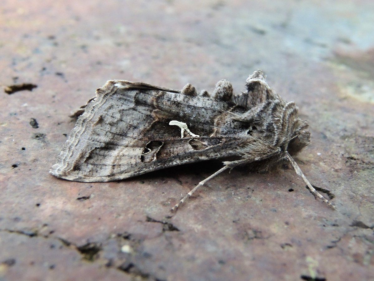 Silver Y - first migrant #moth species of the year here (West Dorset, UK) on a night of strong southerly winds. @MigrantMothUK @insectmigration @savebutterflies #MothsMatter #teammoth