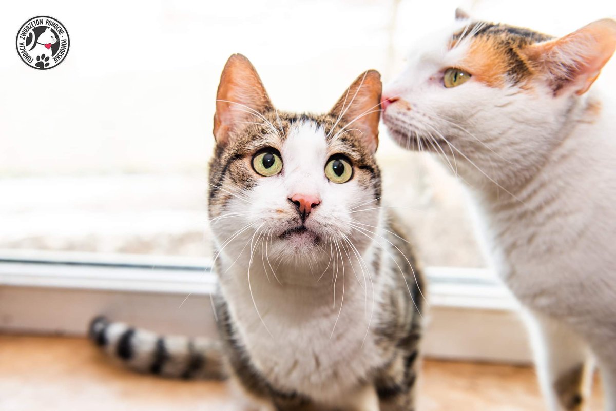 fundacja_zwierz's tweet image. Jak myślicie, co Marchewka szepcze Brawurce do uszka?😍
Obydwie koteczki szukają kochających domów, może to właśnie dziś ktoś się w nich zakocha?❤🐈❤🐈❤

#marchewka #brawurka #kotydoadopcji #niekupujadoptuj #koty #fundacja #zwierzoluby #CatsOfTwitter #CatsOnTwitter #animals