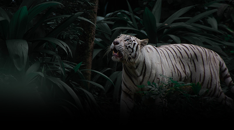 Two legends that were best known for their appearances with the above mentioned animals are no other than Siegfried and Roy (Siegfried Fischbacher and Roy Horn). #legends #magic #mirage #miragecasino #montecore #roy #siegfried #siegfriedandroy
https://t.co/2w7d361dty https://t.co/baNyaNjN51