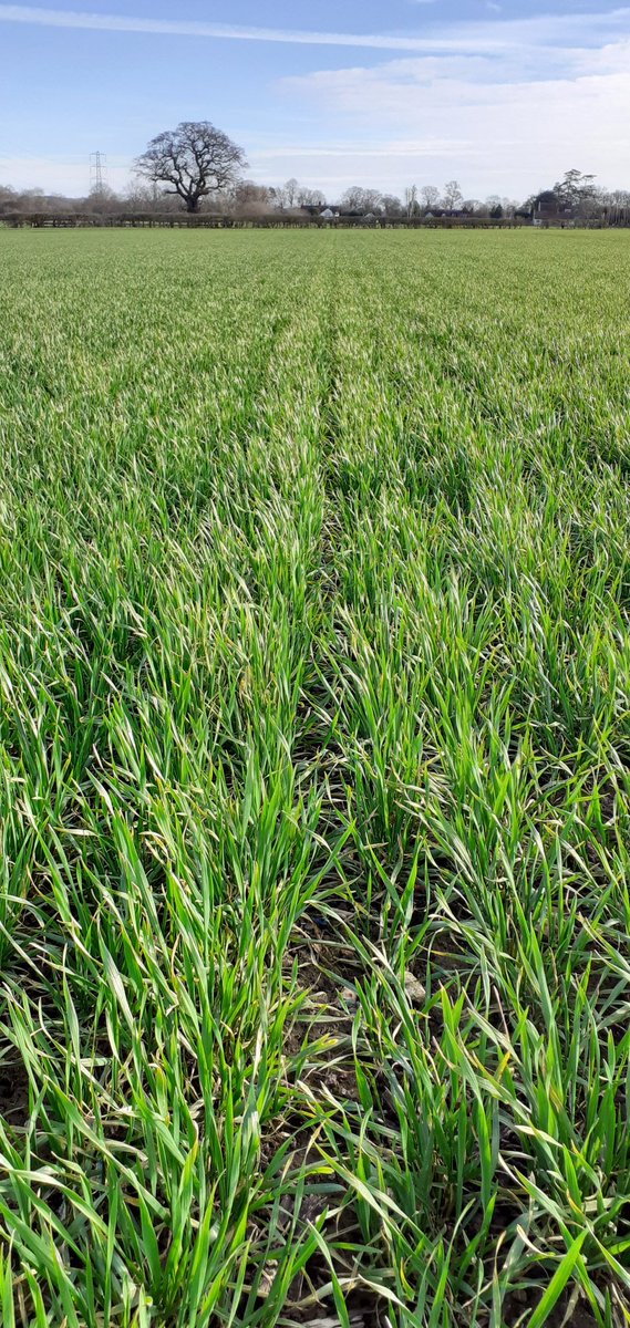 Looking at better sights today. Crusoe drilled 26th September