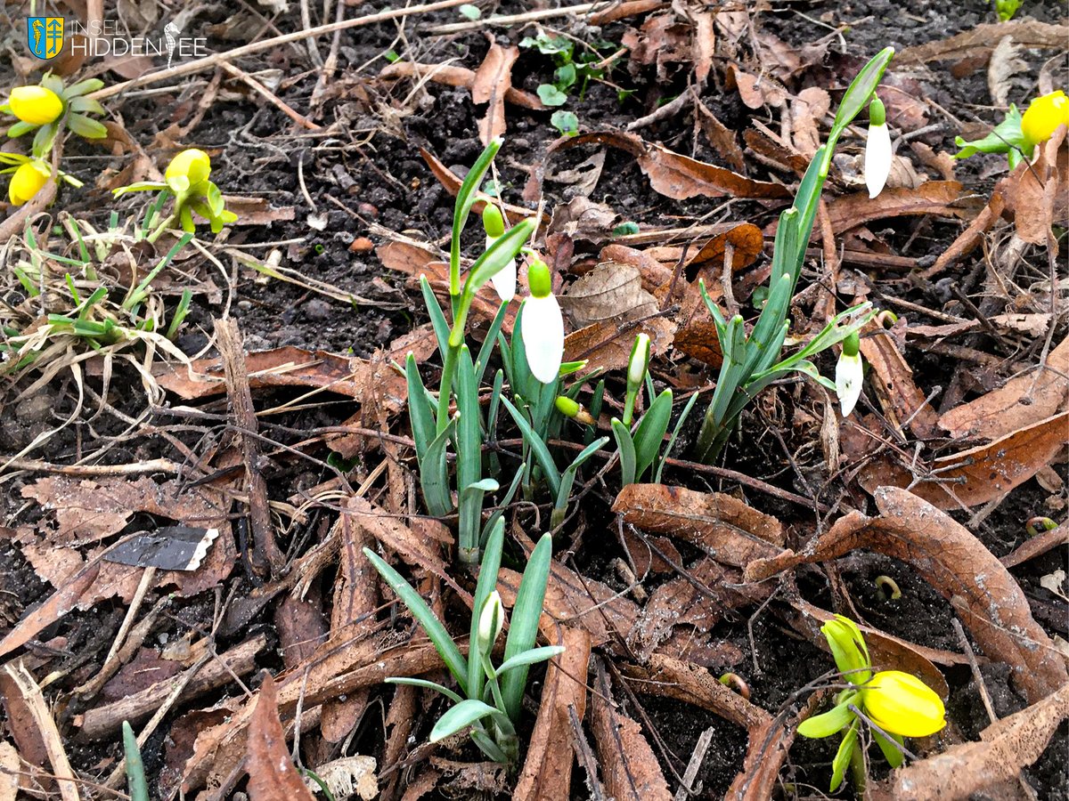 Die ersten Frühlingsboten haben wir auf unserer kleinen Insel gesichtet, kaum das der letzte Schnee geschmolzen ist. 

#hiddensee #seebad #inselhiddensee #schneeglöckchen  #winterlinge #frühlingsboten